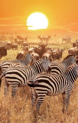 The Great Migration to Serengeti