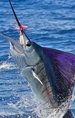 Fishing in Riviera Maya