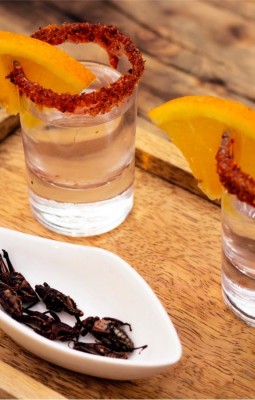 Tequila or Mezcal?