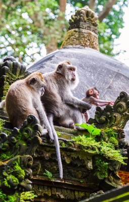 Sacred Monkey Forest Sanctuary Ubud