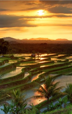 Tegalalang Rice Terraces and Luwak Coffee 