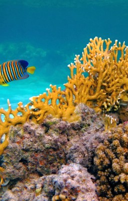 Descopera universul marin in Zanzibar