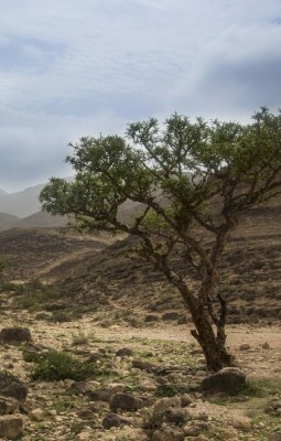 Drumul tamaii in Salalah-ul de Vest 