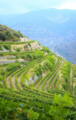 Degustare de vinuri in 9 sate cipriote