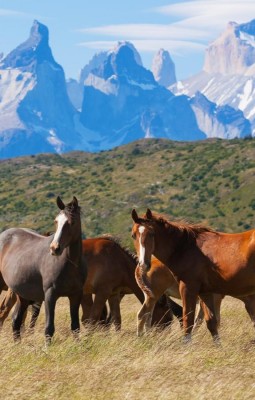Caii salbatici din Patagonia