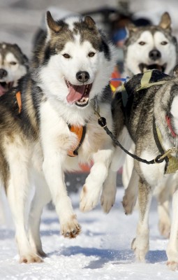 Husky Sleigh Ride