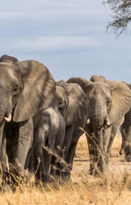 The Elephants of Tarangire