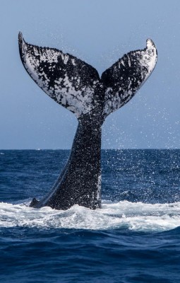 In Search of Humpback Whales