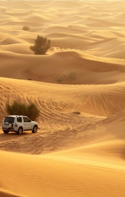 Safari in desert