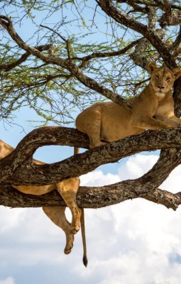 The Tree-Climbing Lions at Manyara Lake 